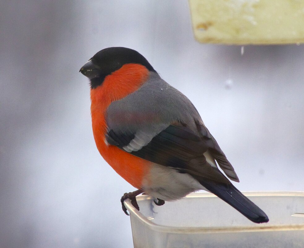 ... - Юрий Куликов