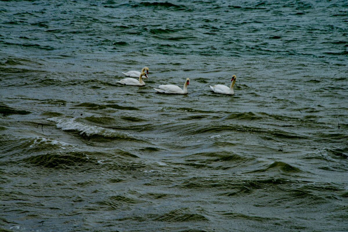 Лебеди - Анатолий Чикчирный
