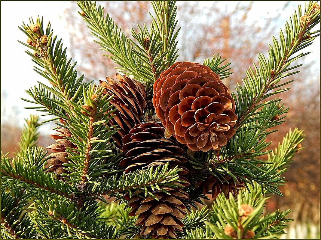 Шишки - Валентина Надсон