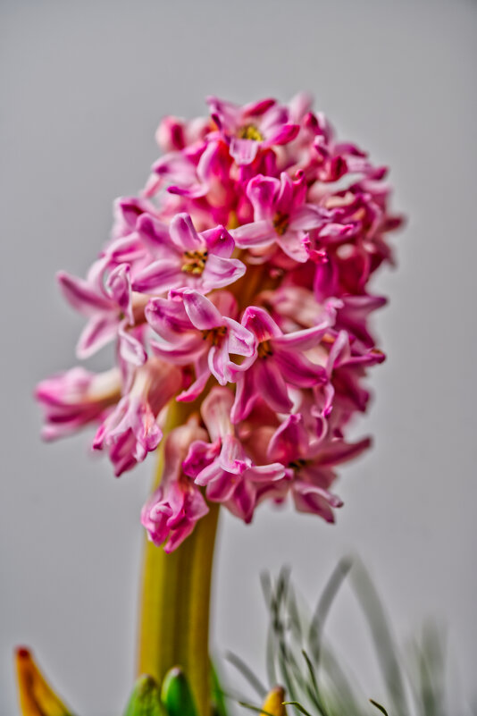 (°-°) - Jakob Dick