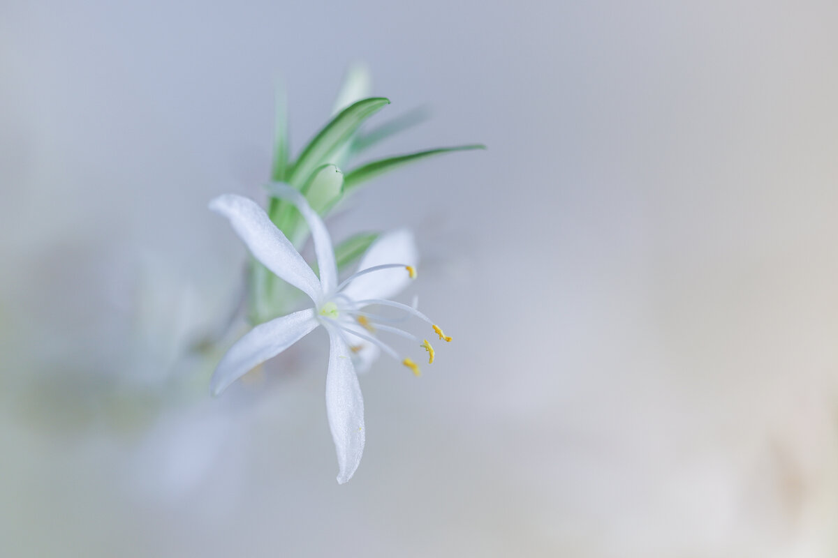 Хлорофитум - Игорь Шевченко