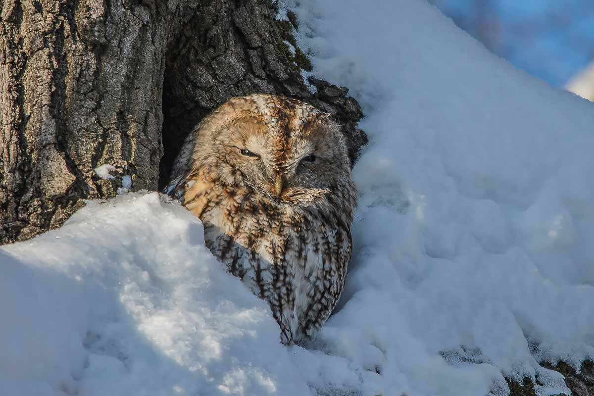 Серая неясыть. - Nikolay Lovec Серая неясыть. - Nikolay Lovec