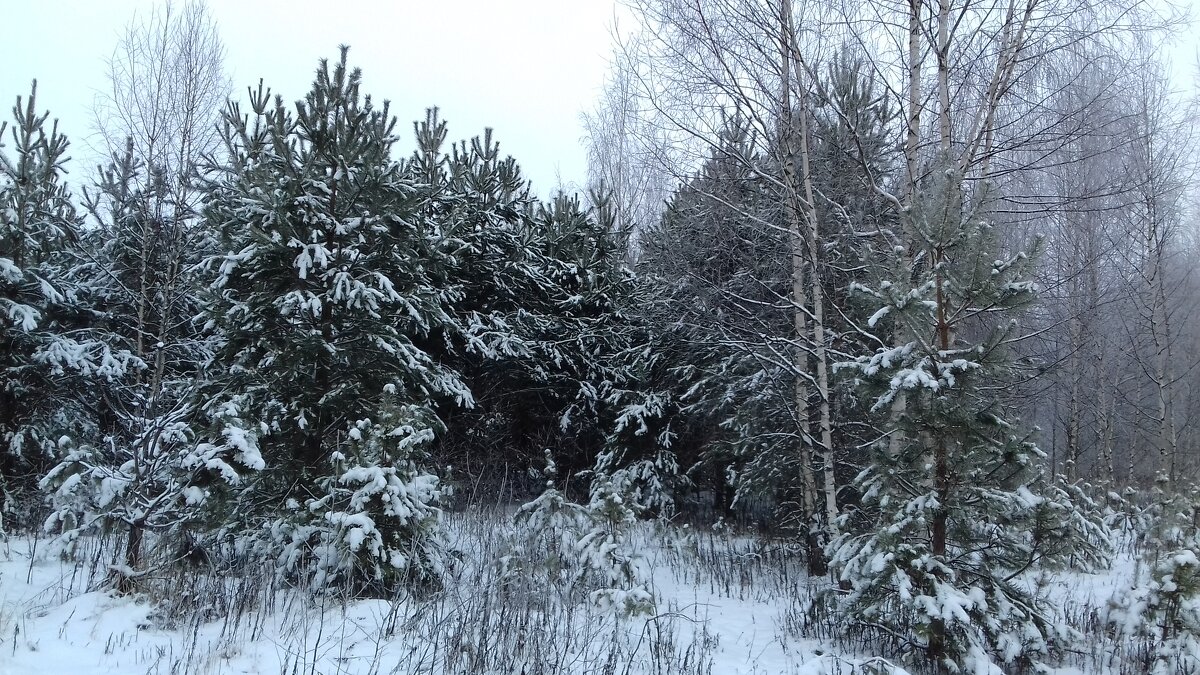 природа - Владимир 