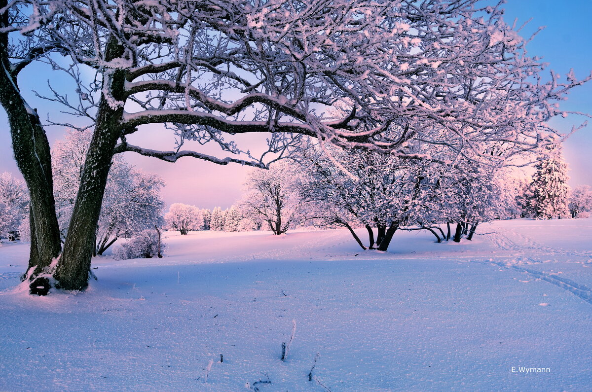winter morning - Elena Wymann