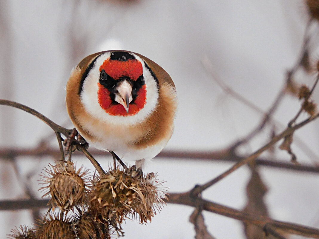 Щегол - Лина 