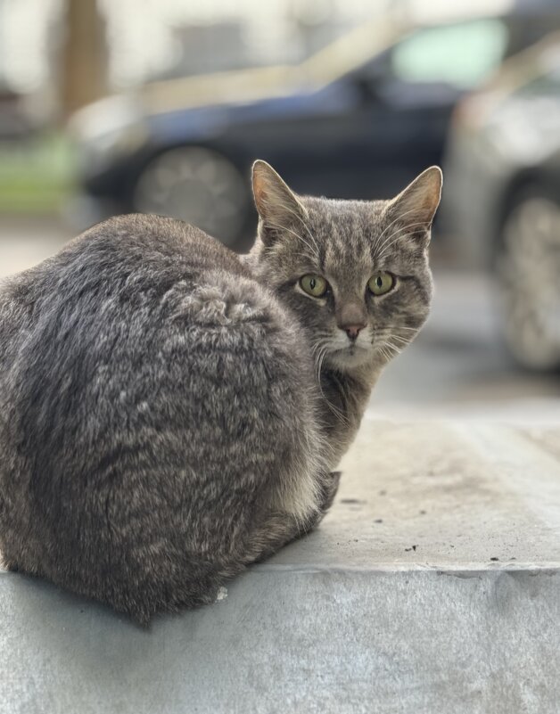 Cat’s - Анна Камс Cat’s - Анна Камс