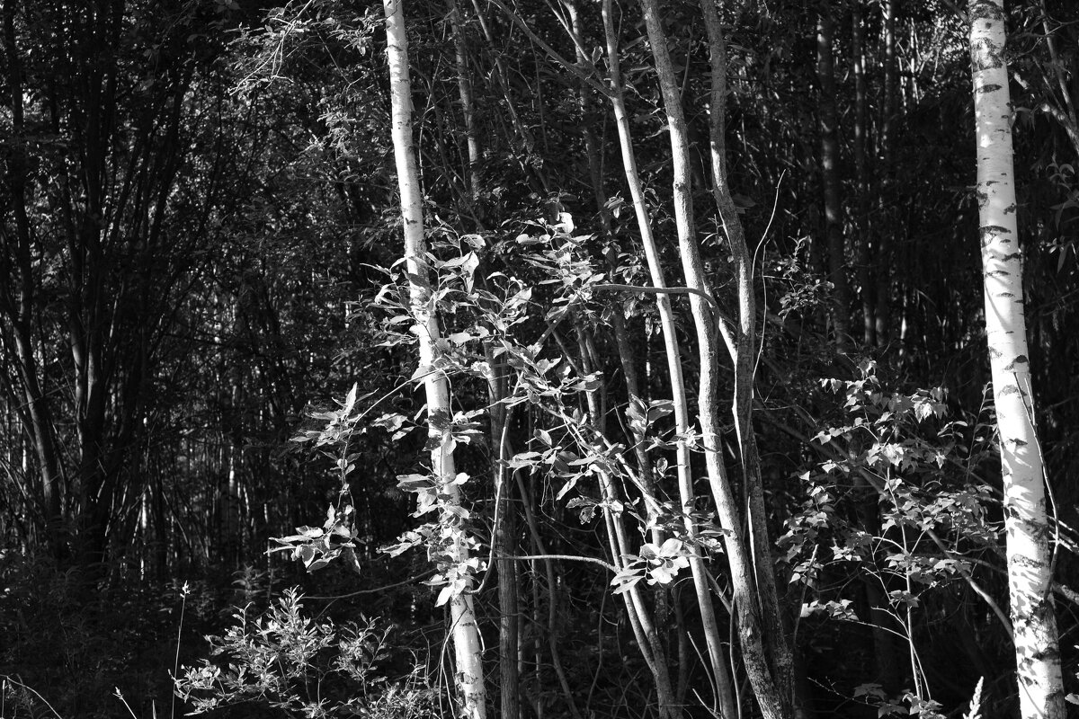 Фотография - Денис Безногов