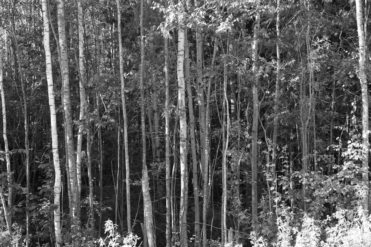 Фотография - Денис Безногов