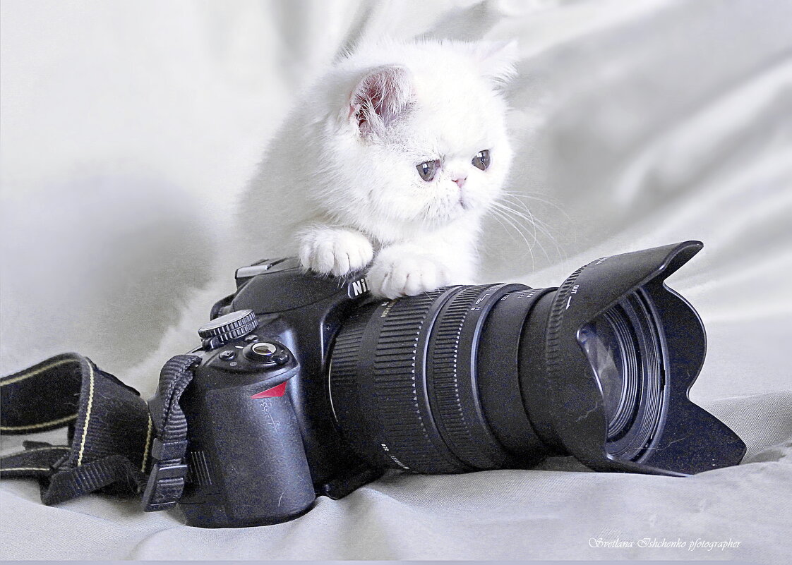 ... - Светлана Ищенко