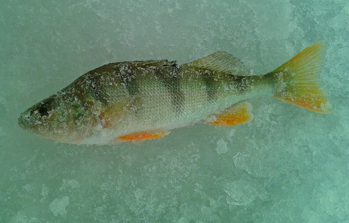Окунек. - сергей ермошкин Окунек. - сергей ермошкин