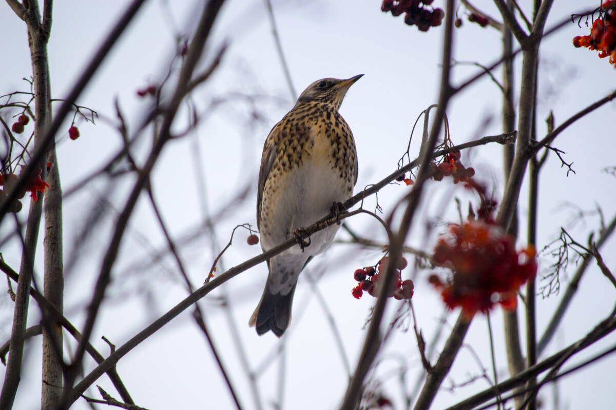 Дрозд рябинник. - Артём Орлов Дрозд рябинник. - Артём Орлов