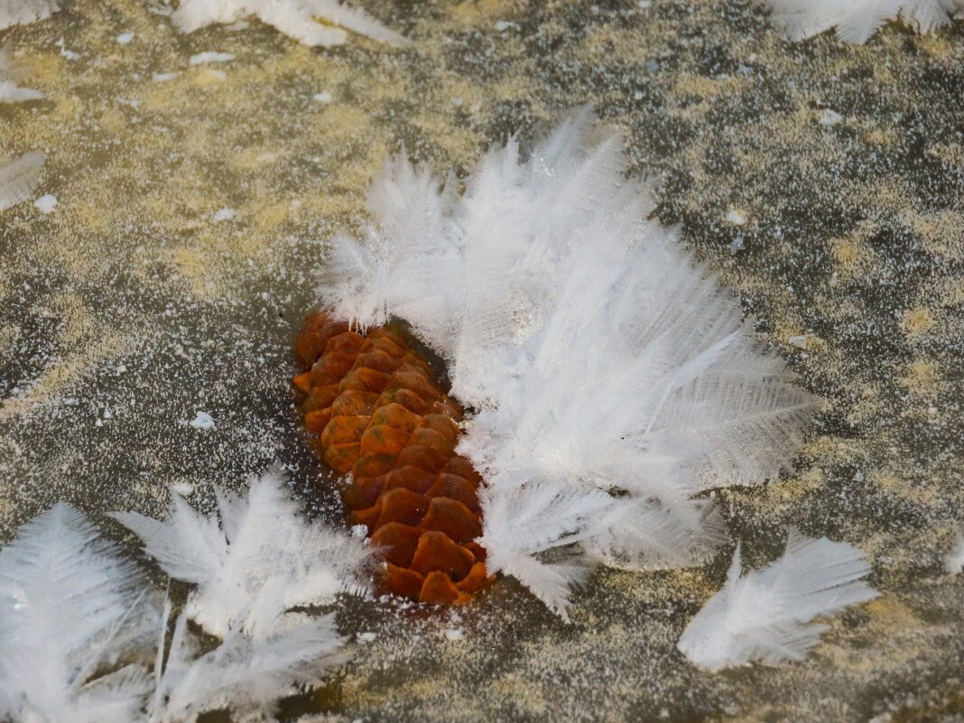 Ежик зимний - Ольга Митрофанова