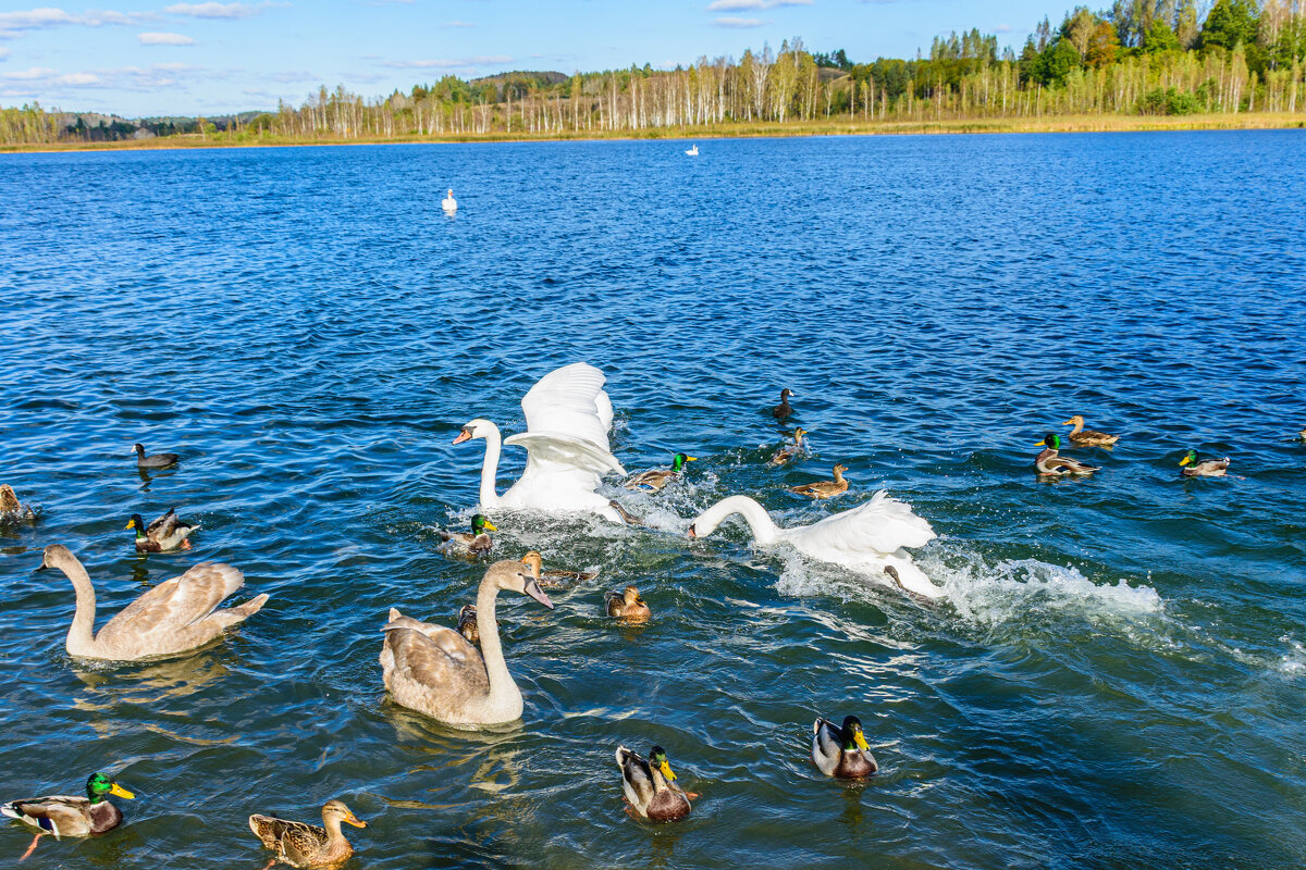 Разборки в птичье стане... - Александр Тихомиров