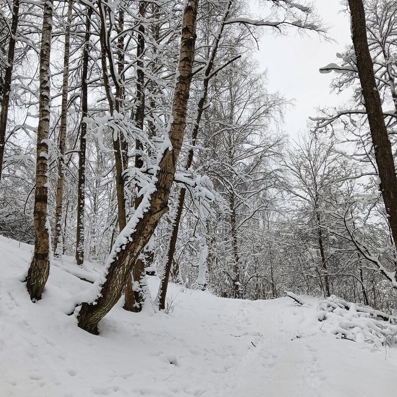 деревья в снегу - Владимир 