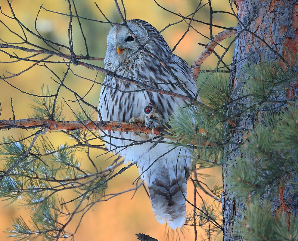 **** - Владилен Панченко