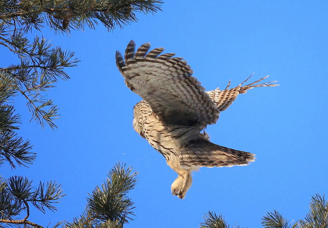 *** - Владилен Панченко