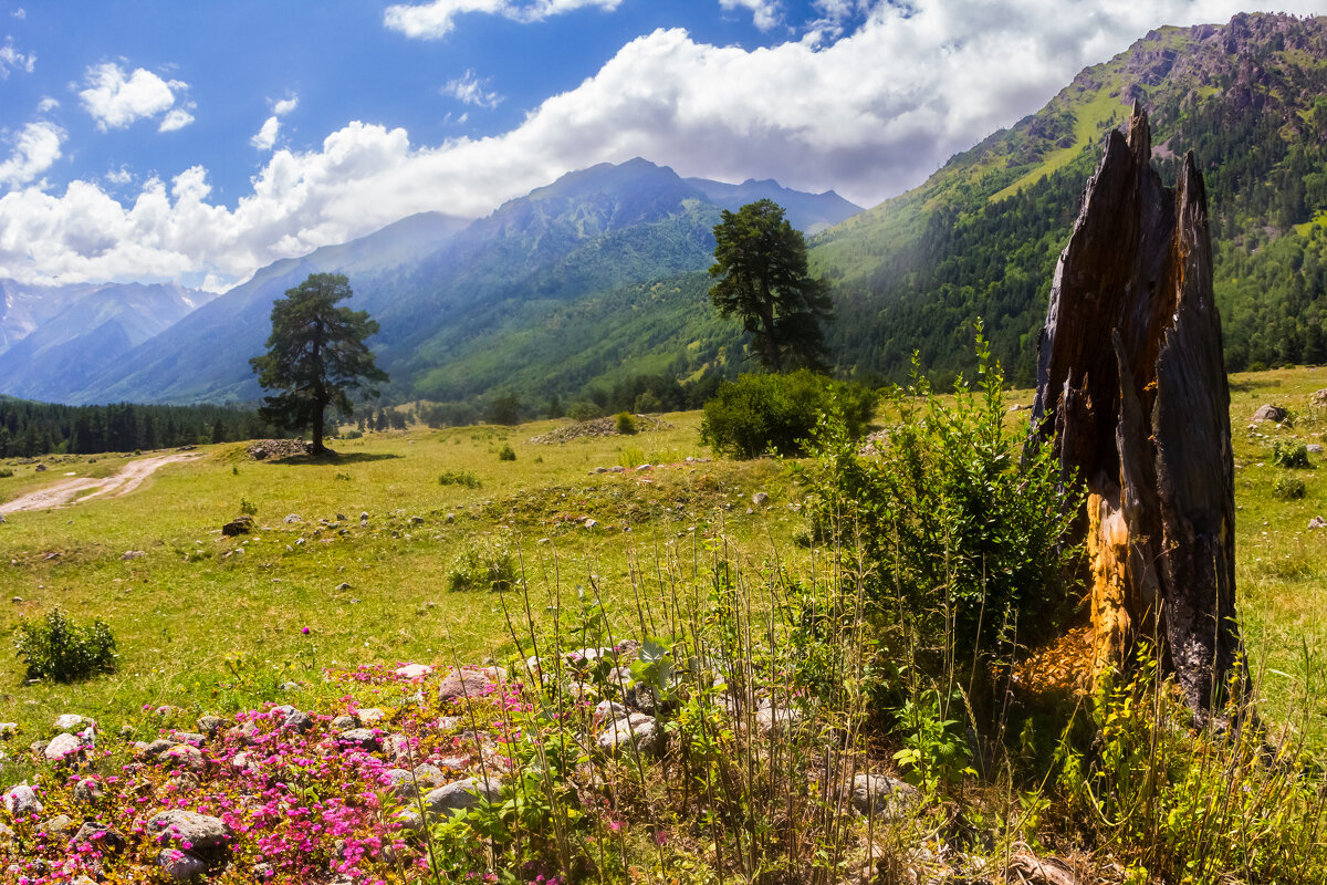 У старой сосны - Алексей 