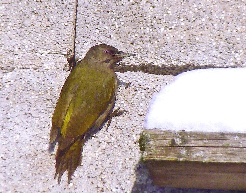 седой дятел - gawrilа - dan