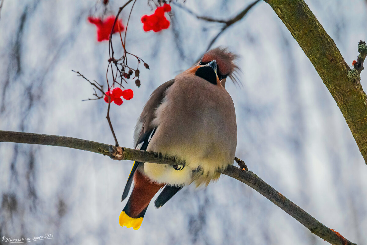 Ухтинский свиристель... ооочень важный, ну, не меньше... Наполеона) - Николай Зиновьев