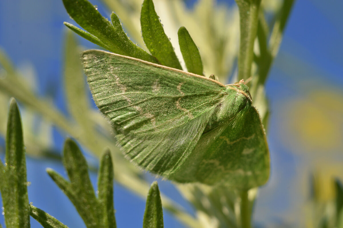 Природная маскировка... - Надежда Куркина 