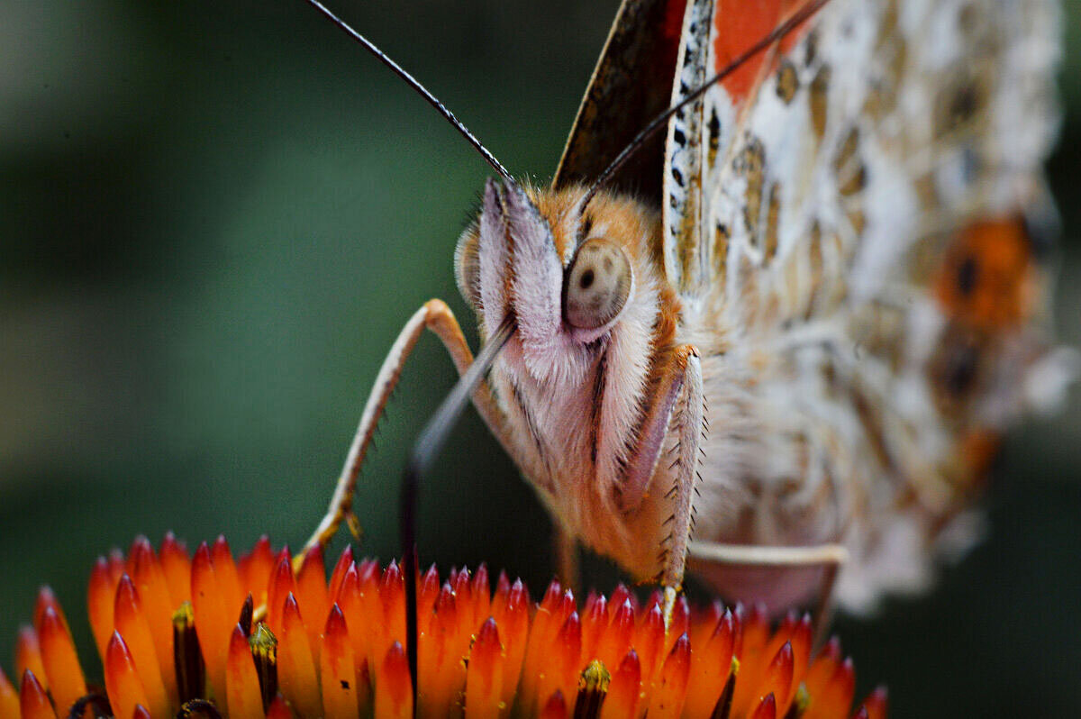 Портрет - Надежда Куркина 