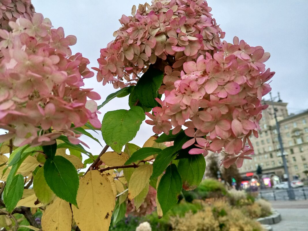 Гортензия - Сапсан 