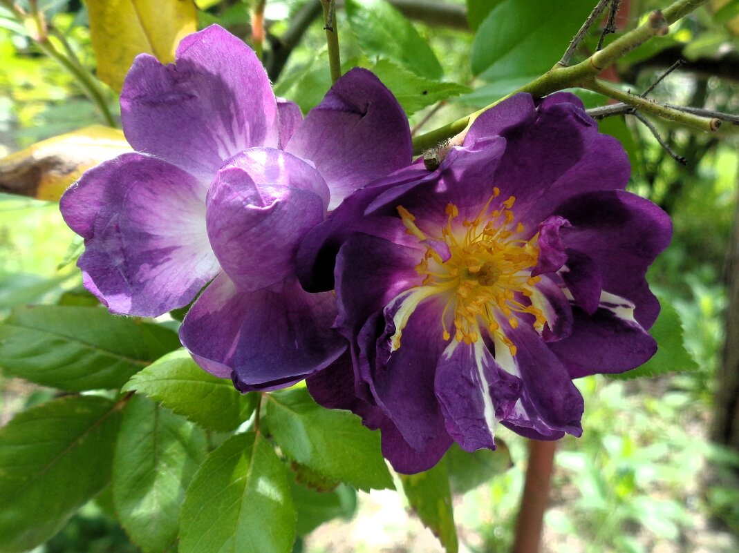 шиповник - Наталья шиповник - Наталья