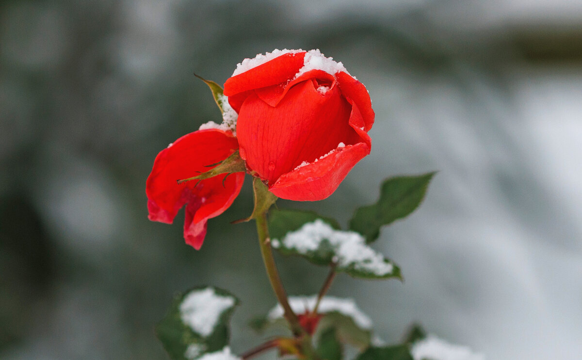 Всех поздравляю с Рождеством Христовым! Здоровья, счастья, Мира и Добра! - Светлана Тихонина