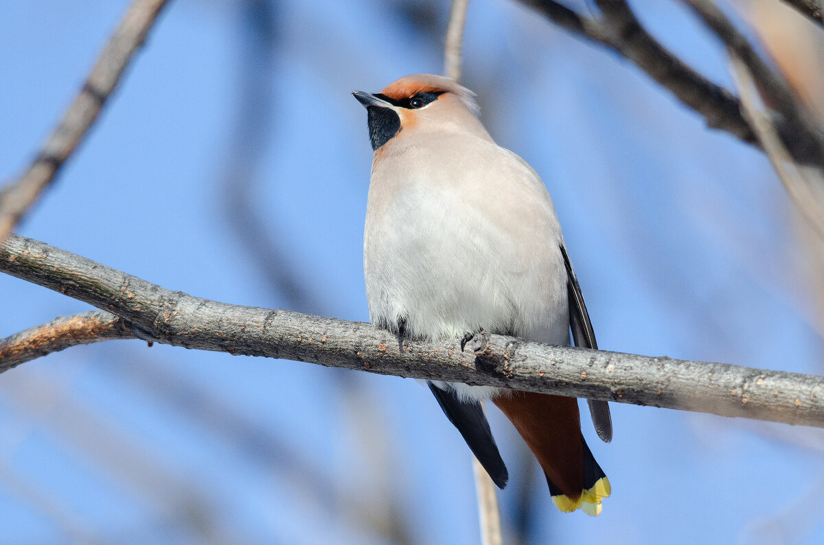 Свиристель - Виктор Иванович Чернюк