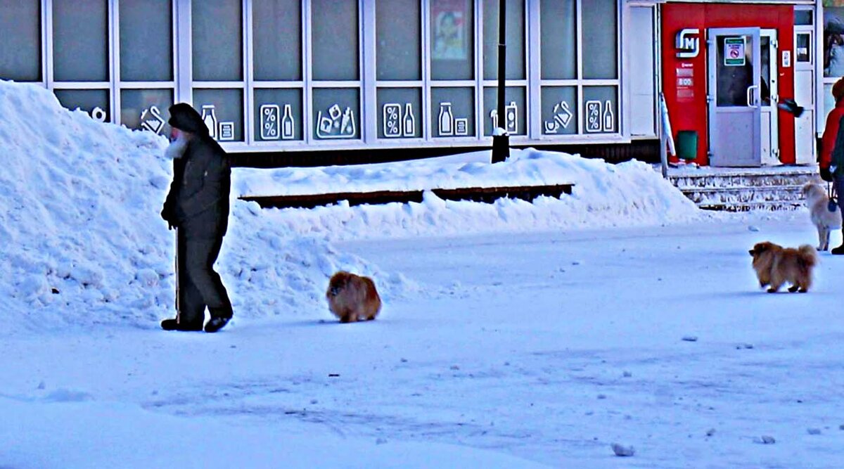 Январь..Дедушка и собачки! - Владимир 