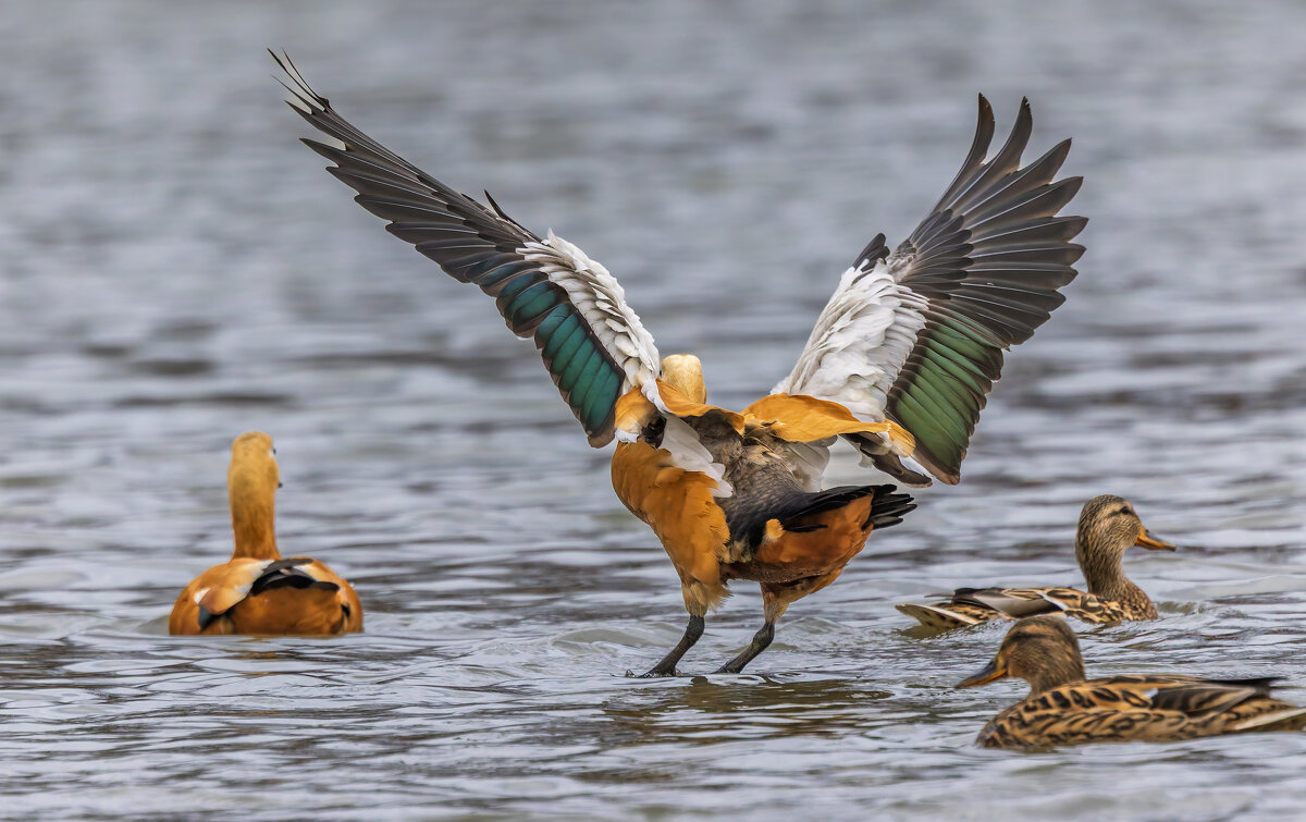 огарь в полете. - юрий макаров