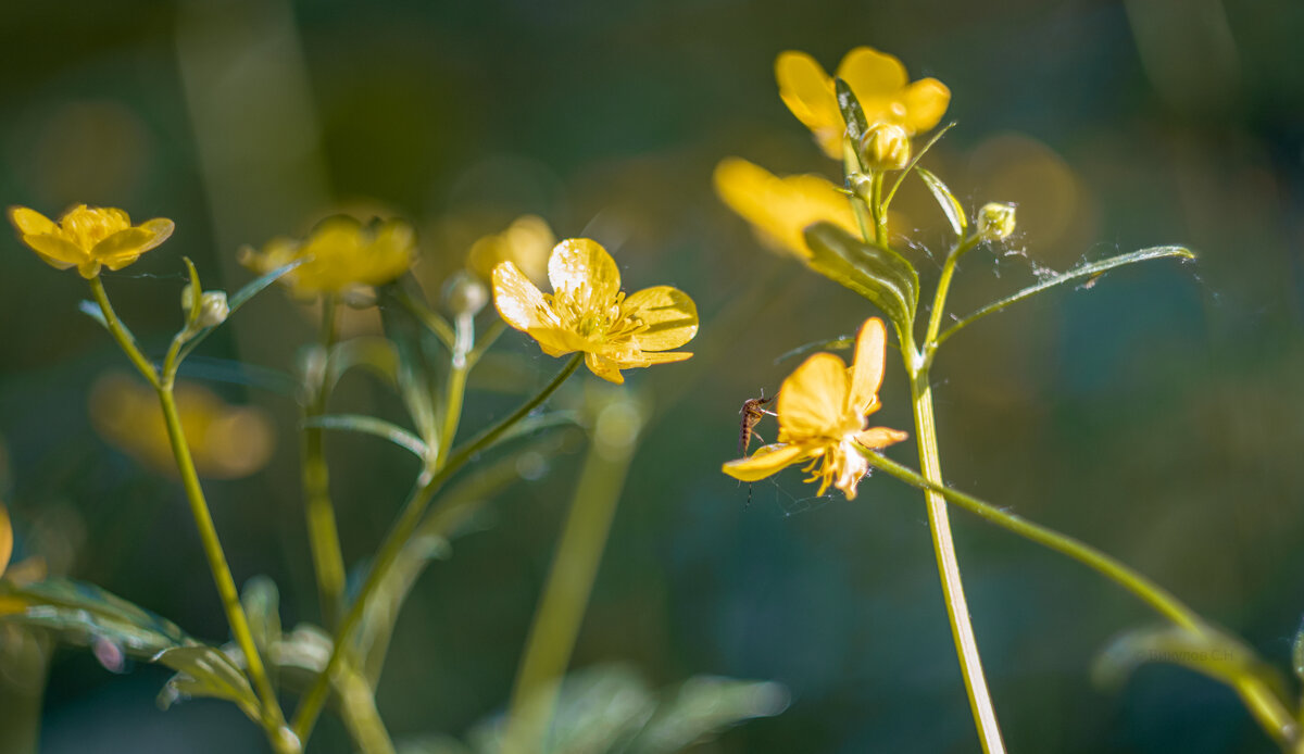 Вспомним лето, как это было ;-) - Sergei Vikulov