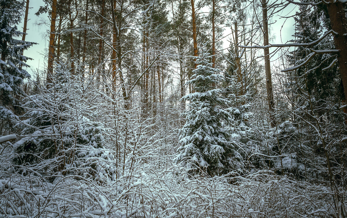 Зимний лес - Сергей Цветков