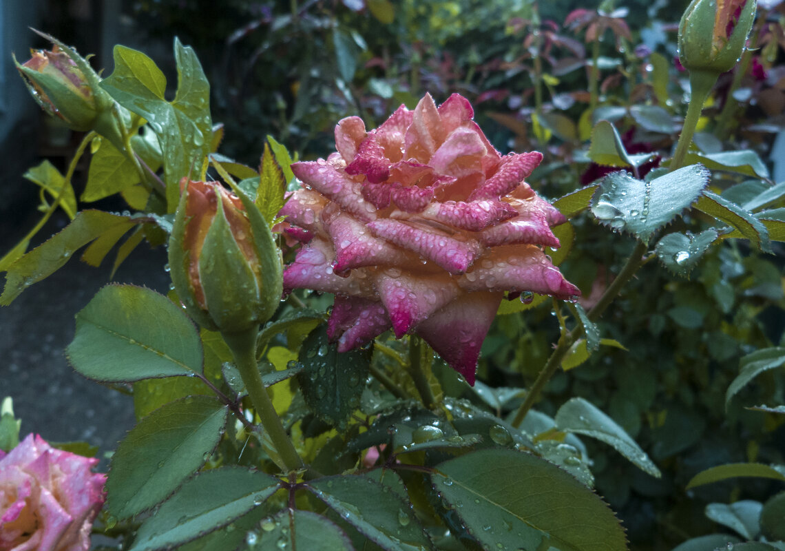 Роза  после  дождя - Валентин Семчишин