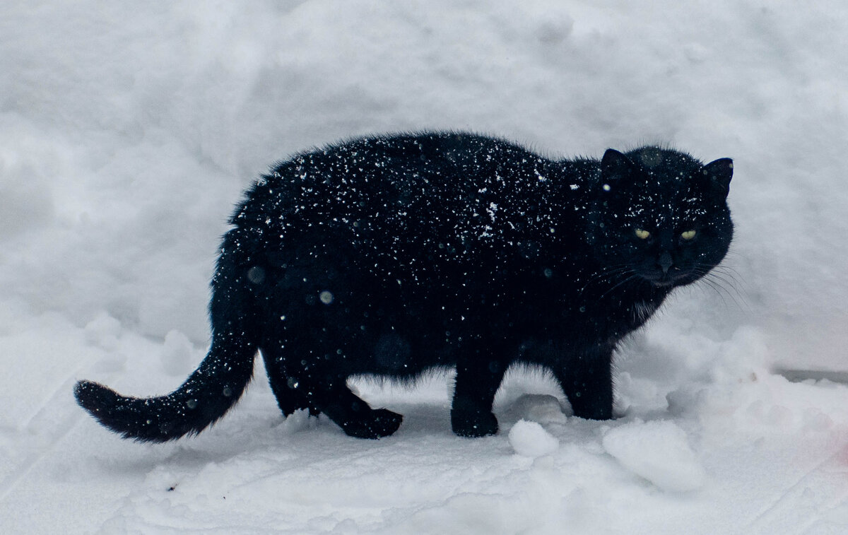 Черныш - Владимир Иванович