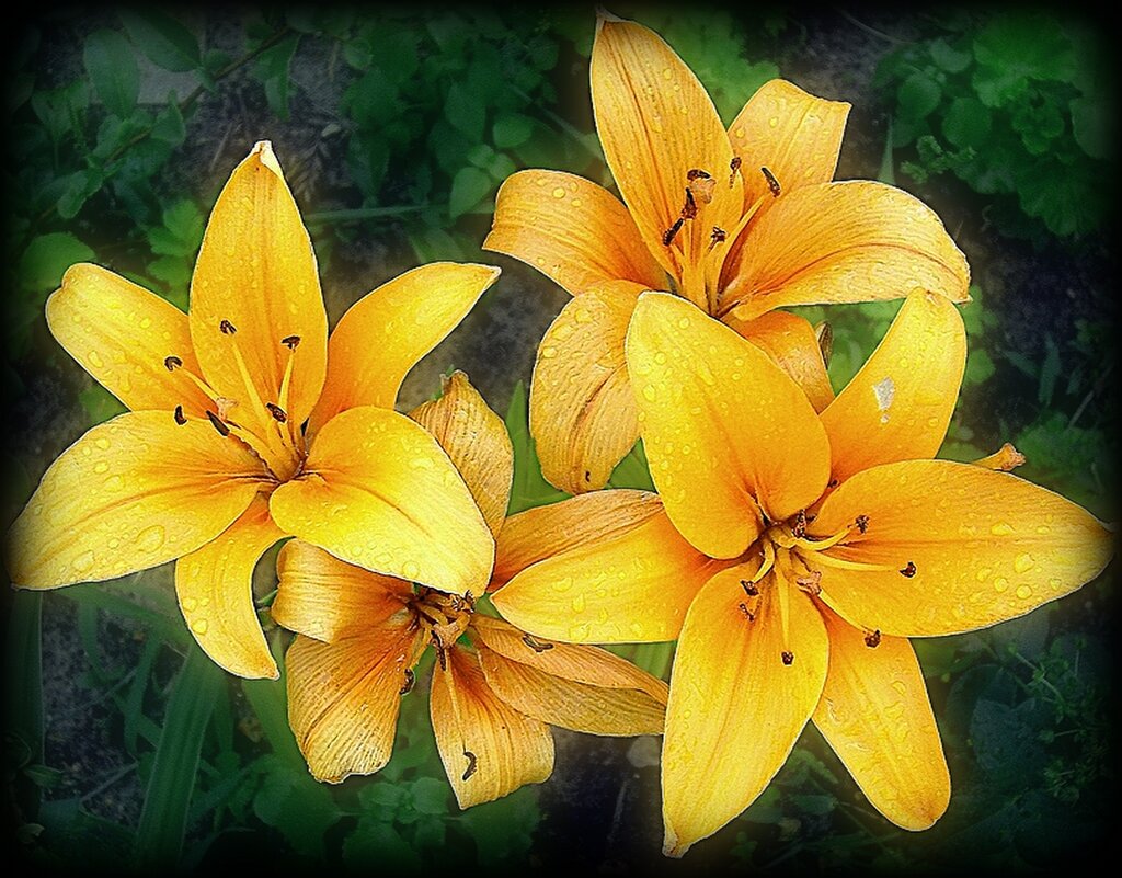 Желтые лилии в каплях дождя - Наталья Куликова