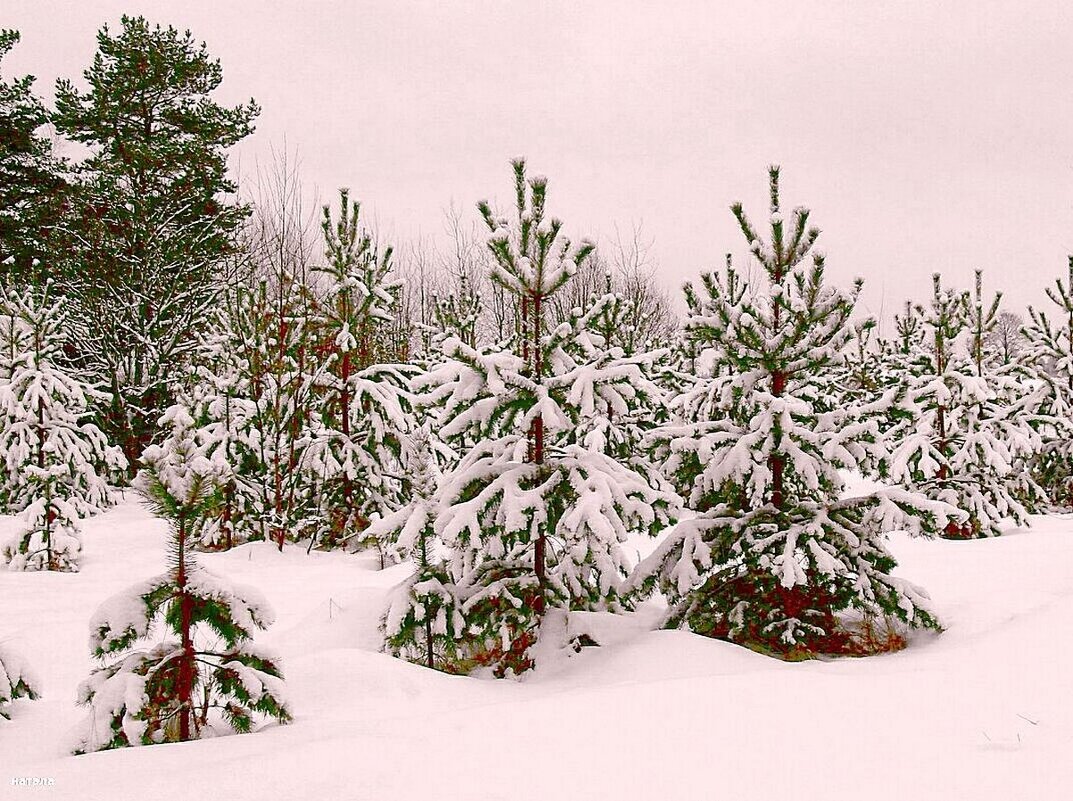 Маленькие сосны танцуют на поляке - Наталья Куликова