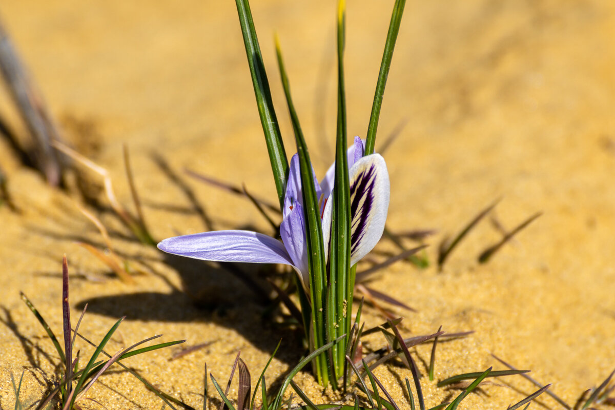 Крокус - Игорь Сикорский