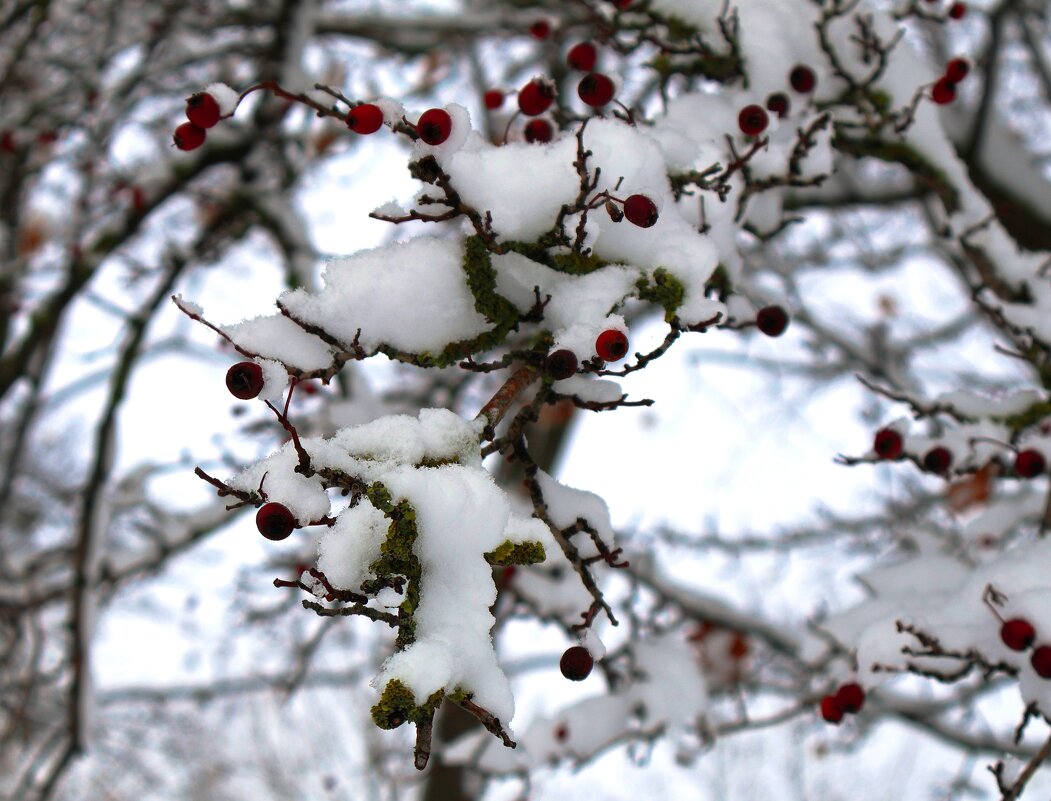 Боярышник-зимовщик - Сергей Карачин Боярышник-зимовщик - Сергей Карачин