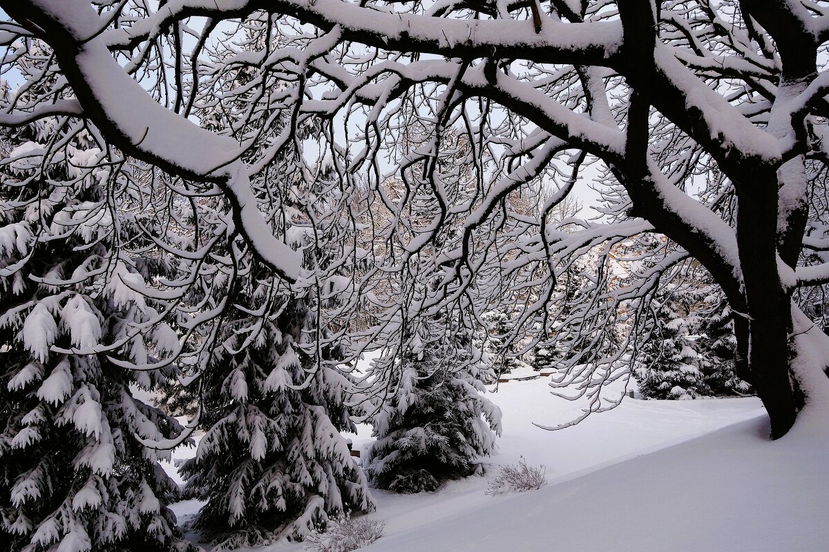 Декабрь Парк Южный, Калининград - Рита Симонова