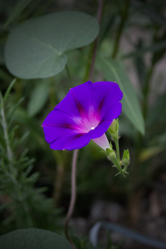 *** - Александр. AVG100 ---