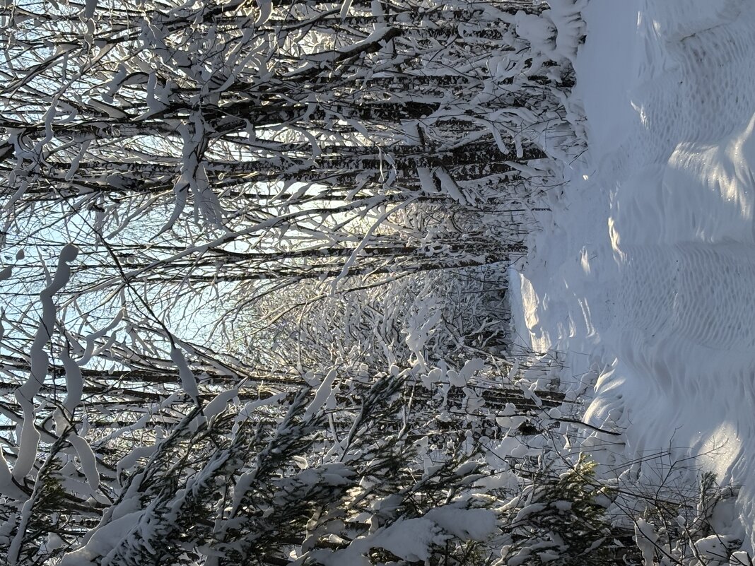Под пологом зимнего леса - Ольга Савельева 
