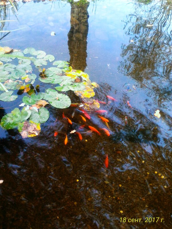 В пруду - Натали 