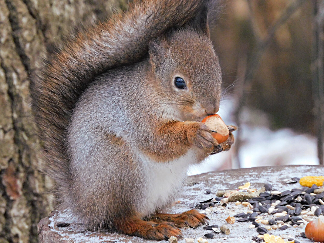 Белка - Лина Белка - Лина