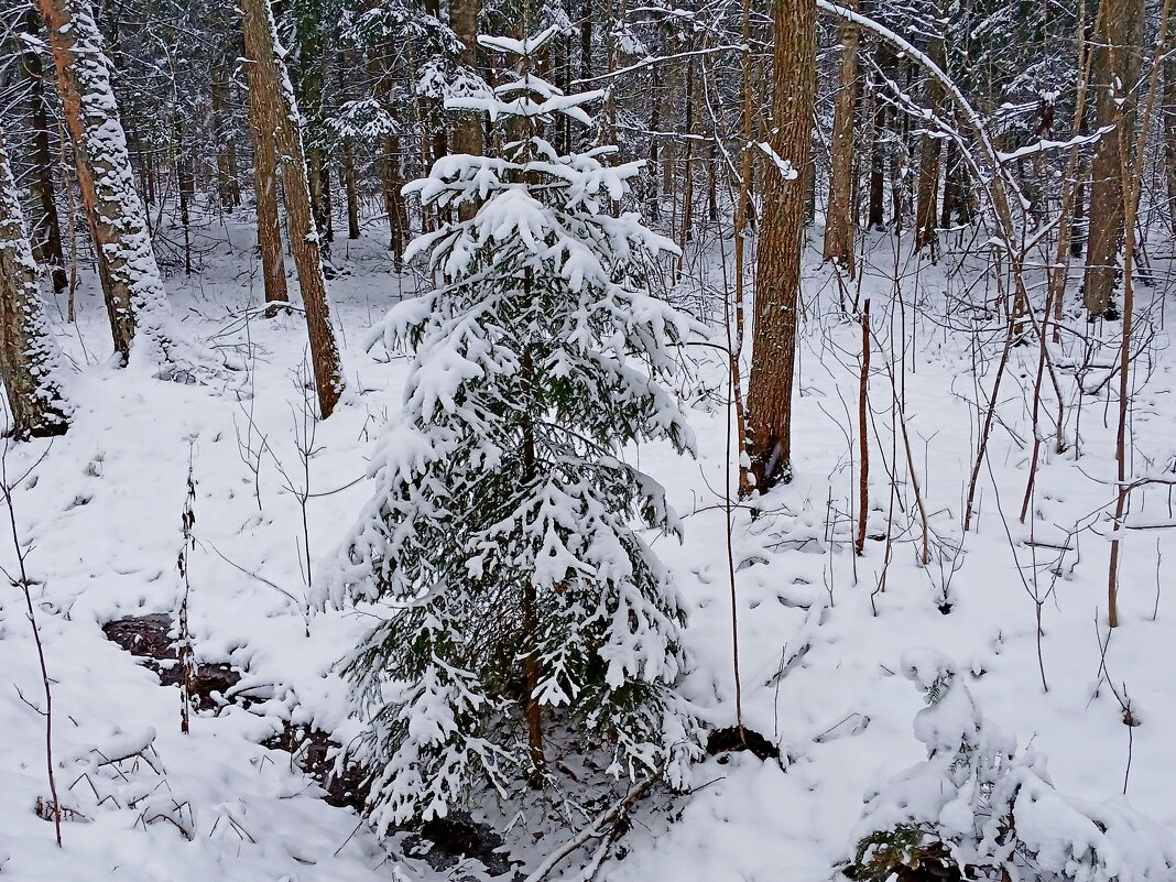 В лесу родилась ёлочка... - Лия ☼ В лесу родилась ёлочка... - Лия ☼