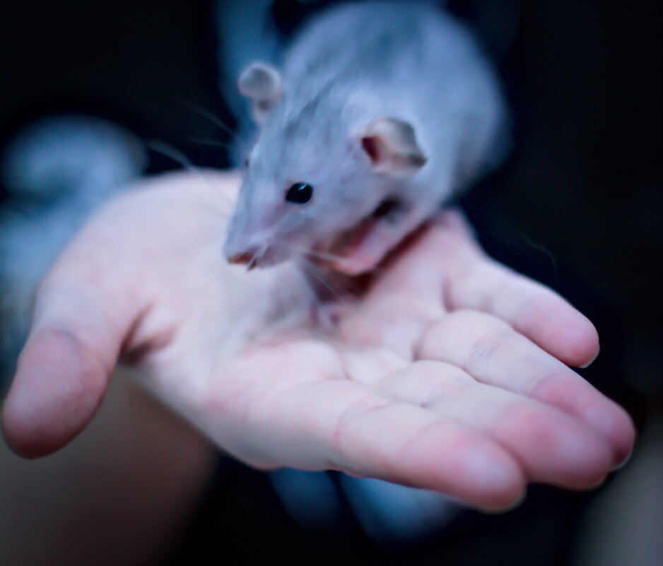 крыса - Артём 