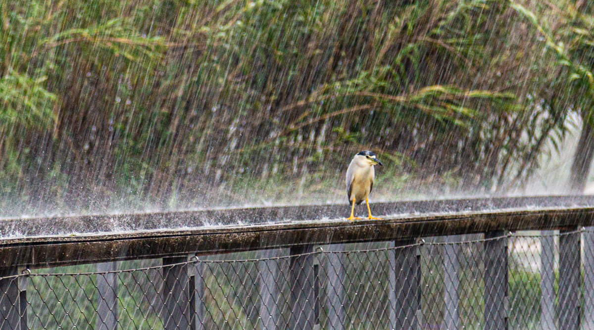 Дождь - Адик Гольдфарб
