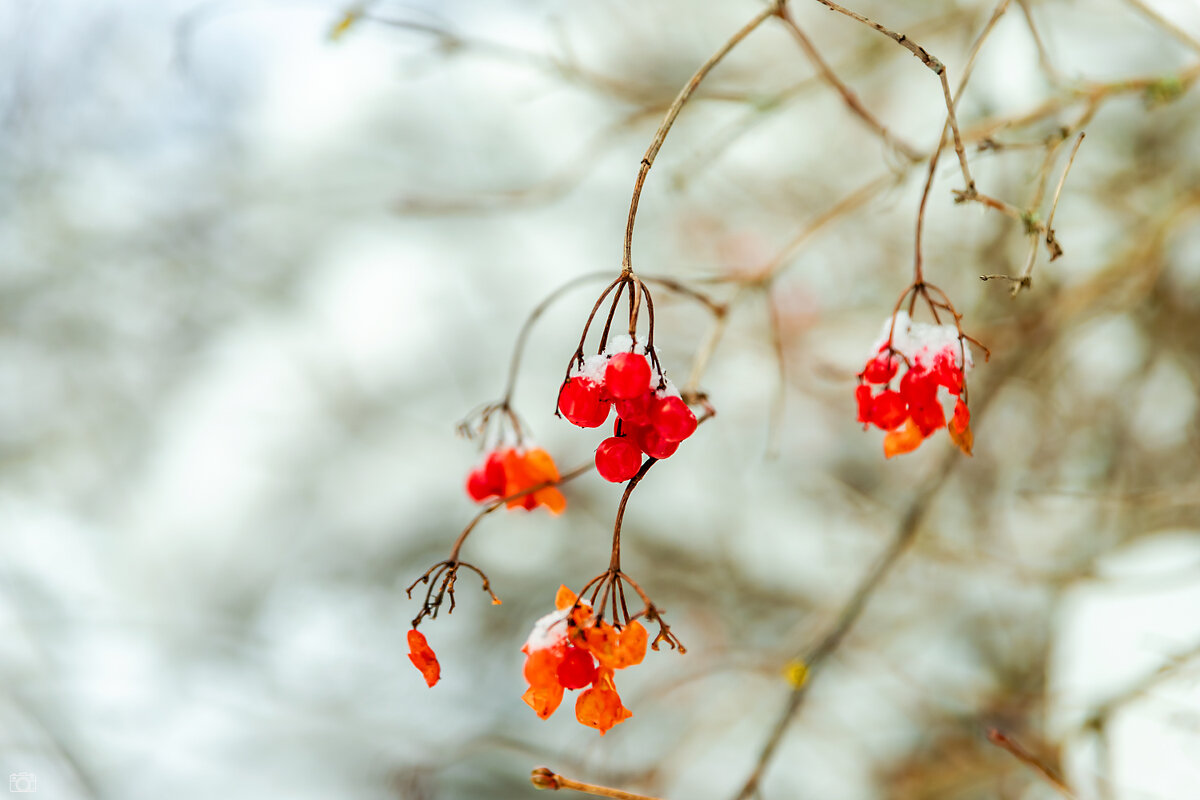 Ягодки - Александр 