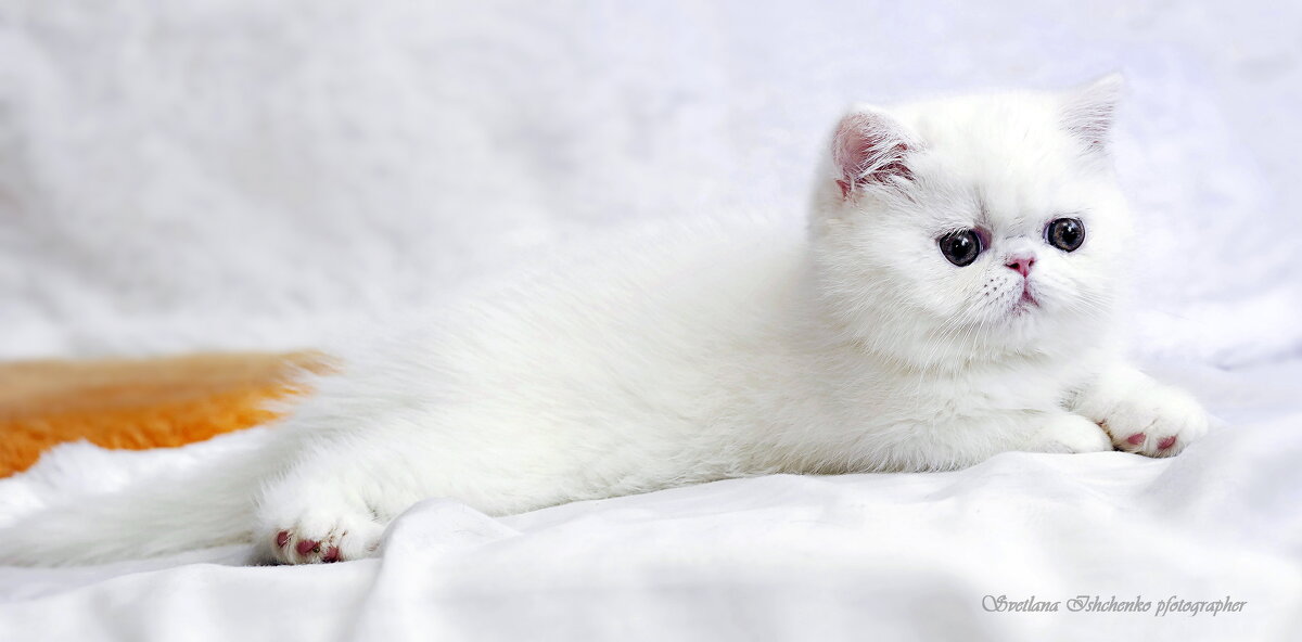 ... - Светлана Ищенко