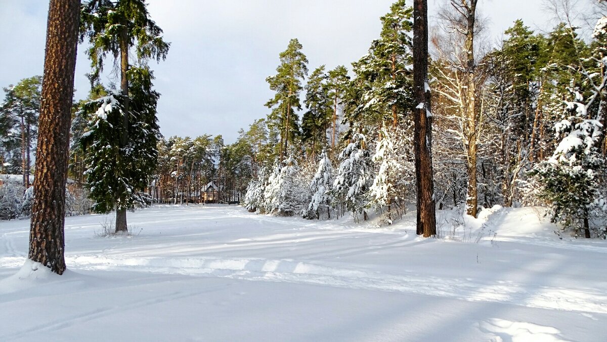 Смоленская область в начале января. - Милешкин Владимир Алексеевич 